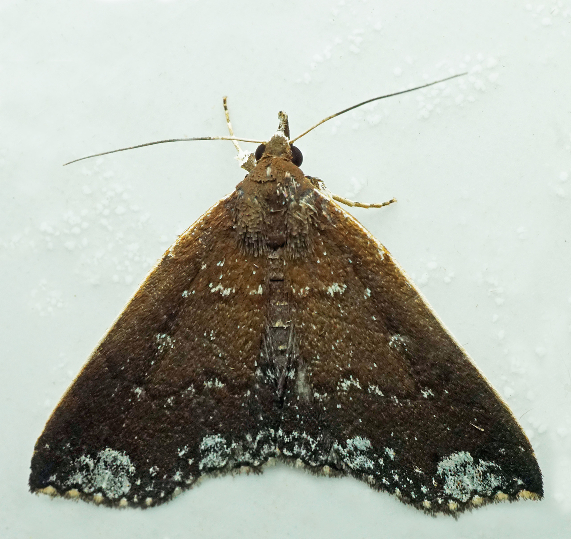 Aristaria nigrifrons Dapa, Valle Del Cauca<br />
2100m Aristaria nigrifrons