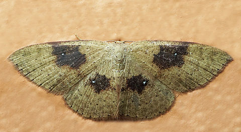 Cyclophora sp. Dapa, Valle Del Cauca
2100m