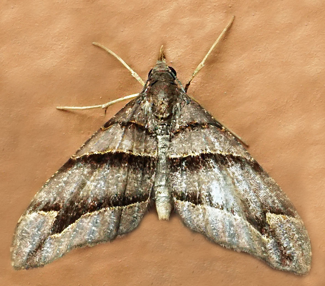 Psaliodes sp. Dapa, Valle Del Cauca<br />
2100m