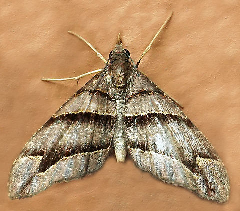Psaliodes sp. Dapa, Valle Del Cauca
2100m