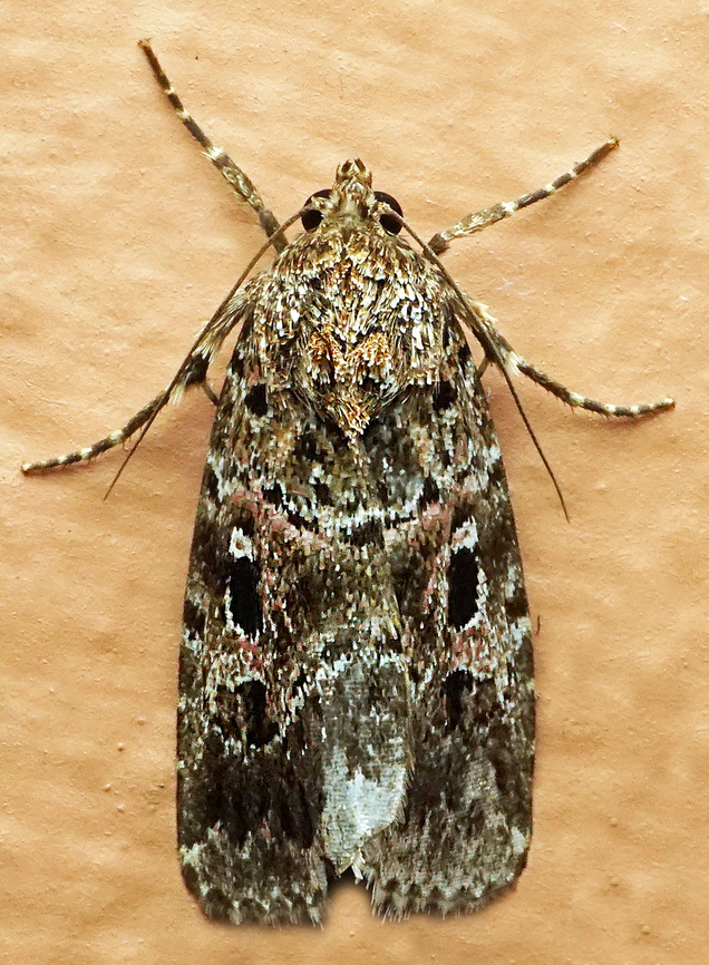 #1288 Dapa, Valle Del Cauca<br />
2100m