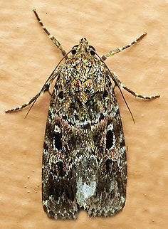 #1288 Dapa, Valle Del Cauca
2100m