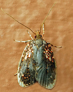 Gonionota sp. Dapa, Valle Del Cauca
2100m