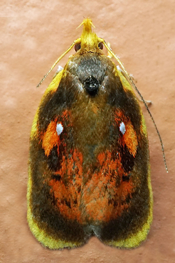Gonionota sp. Dapa, Valle Del Cauca<br />
2100m<br />