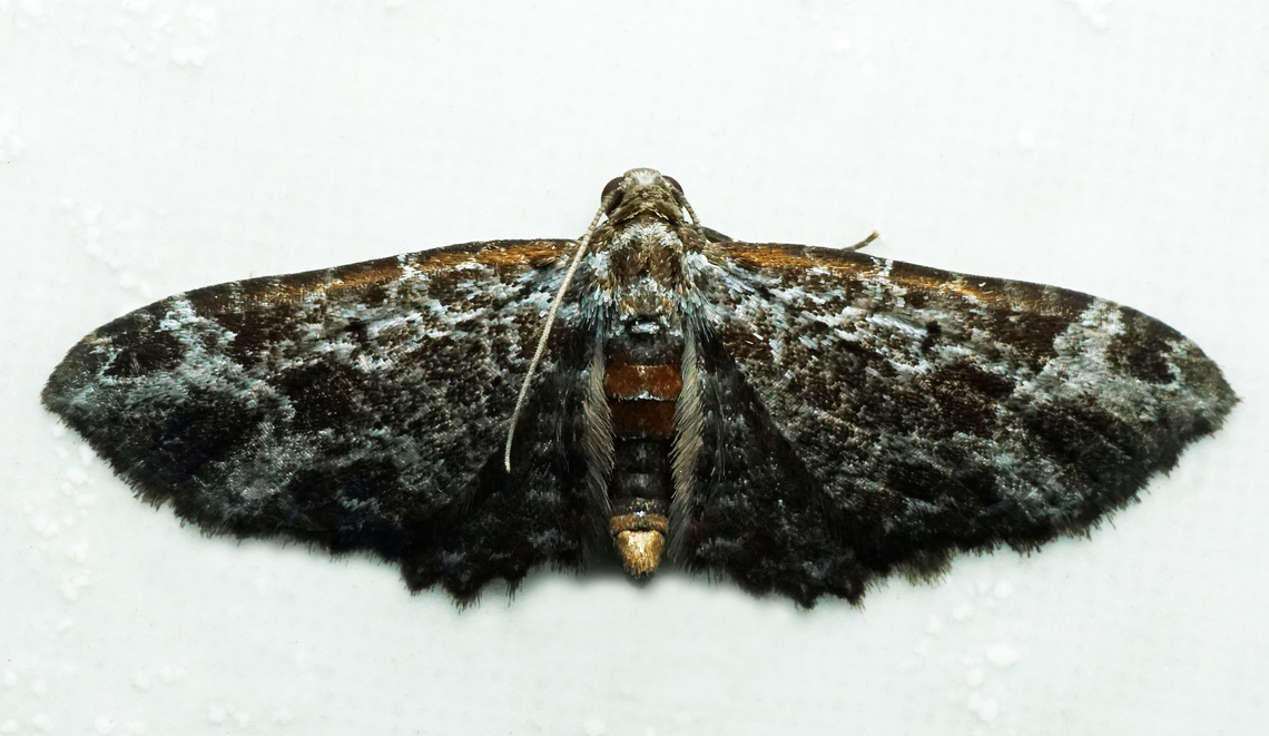 #1291 Dapa, Valle Del Cauca<br />
2100m