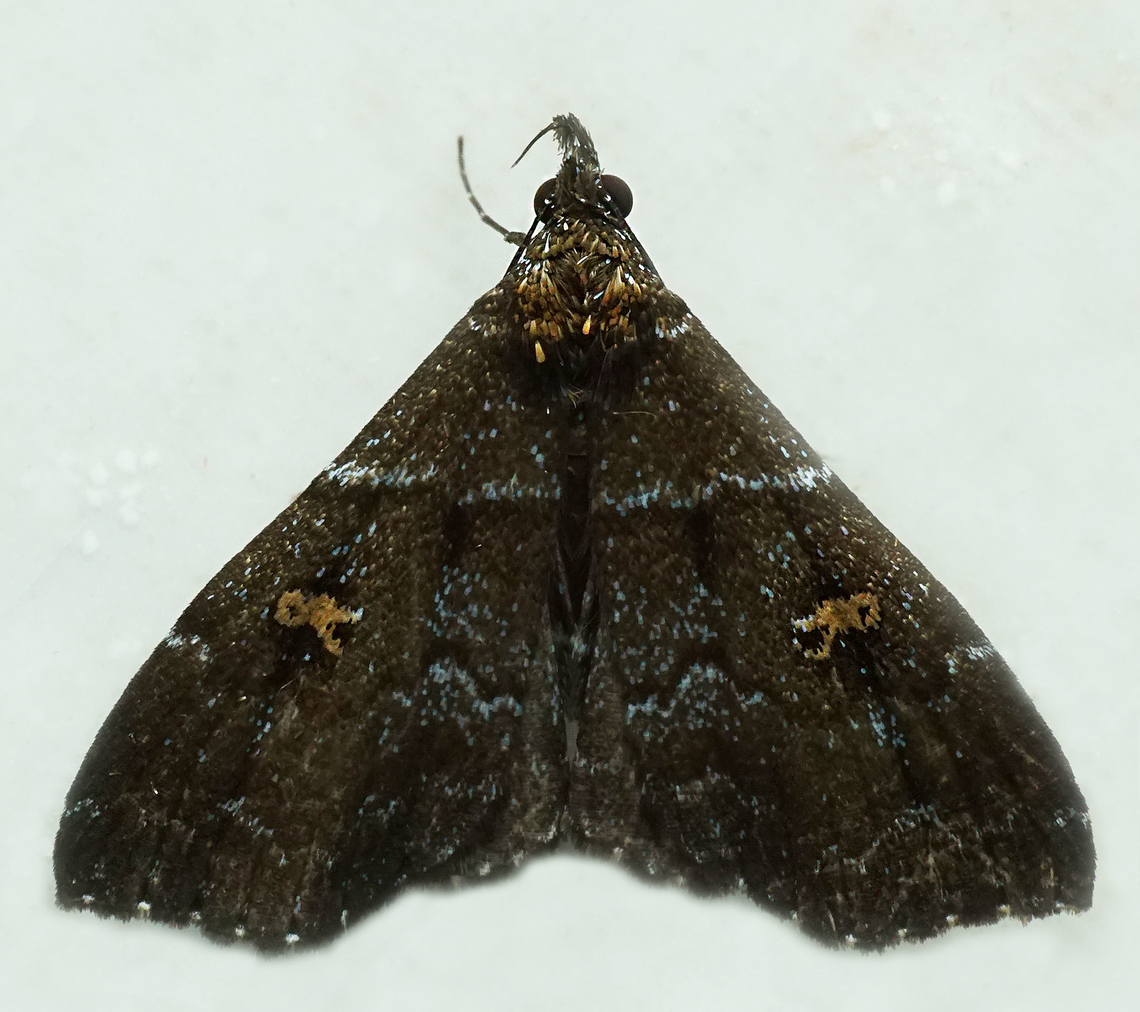 Lascoria sp. Dapa, Valle Del Cauca<br />
2100m
