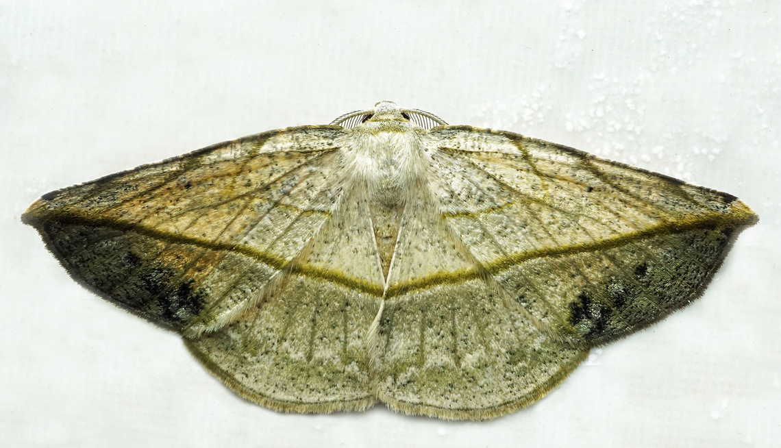 Eusarca crameraria Dapa, Valle Del Cauca<br />
2100m Eusarca crameraria