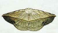 Eusarca crameraria Dapa, Valle Del Cauca<br />
2100m Eusarca crameraria