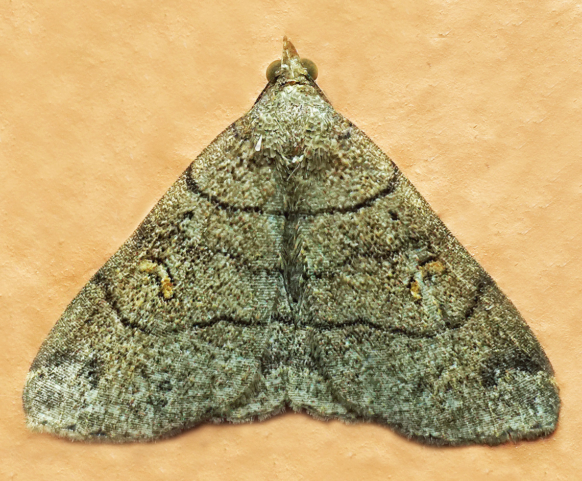 #1294 Dapa, Valle Del Cauca<br />
2100m