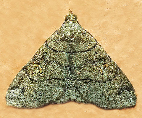 #1294 Dapa, Valle Del Cauca
2100m