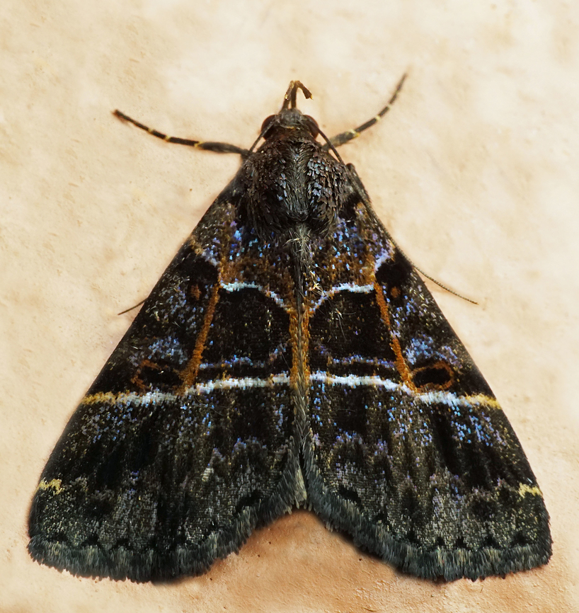 Rejectaria lineata Dapa, Valle Del Cauca<br />
2100m Rejectaria lineata