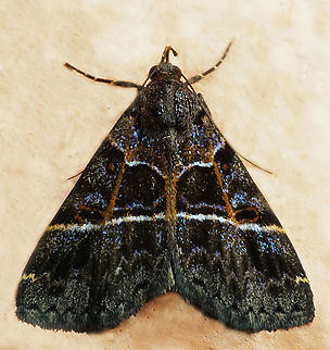 Rejectaria lineata Dapa, Valle Del Cauca
2100m Rejectaria lineata