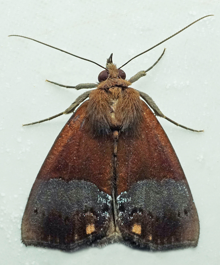 Hypena sp. Dapa, Valle Del Cauca<br />
2100m