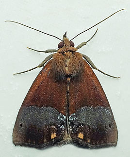 Hypena sp. Dapa, Valle Del Cauca
2100m
