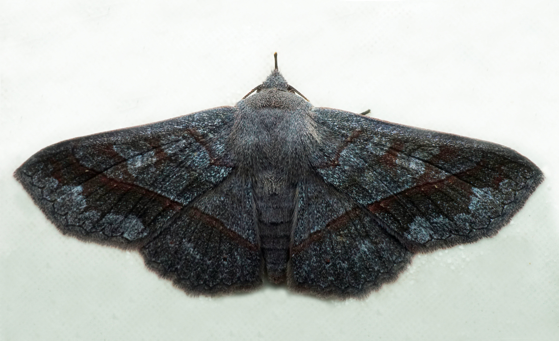 Chamyna lamponia Dapa, Valle Del Cauca<br />
2100m Chamyna lamponia