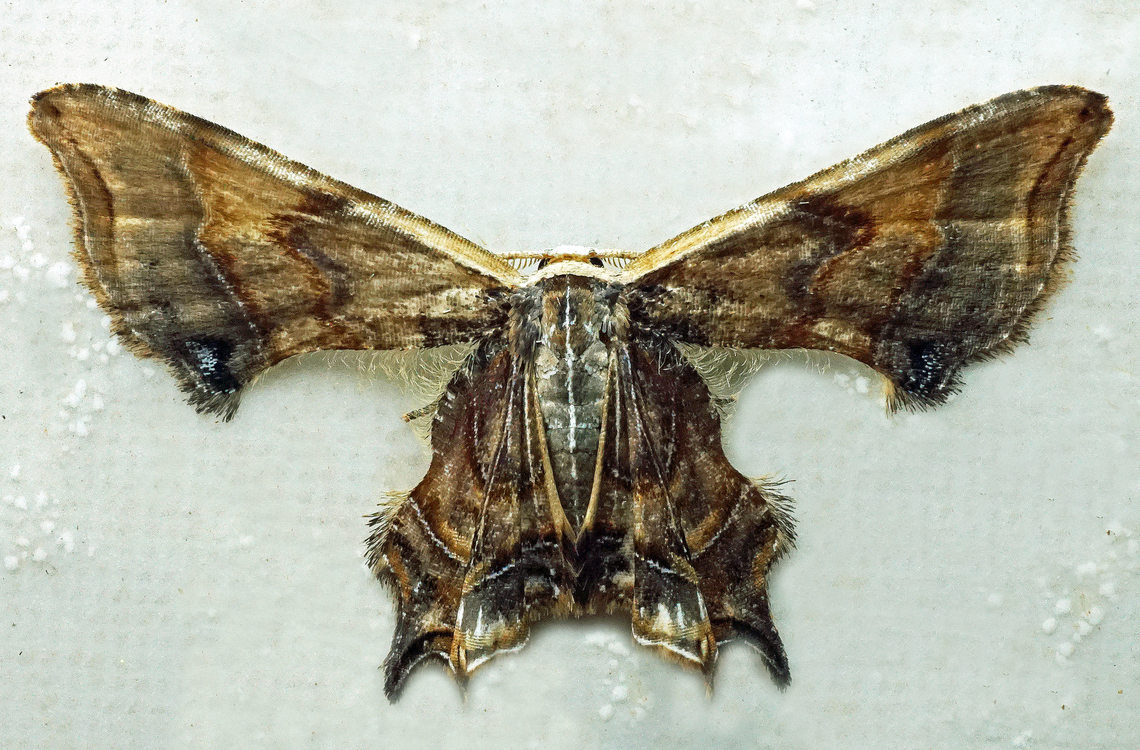 Erosia sp. Dapa, Valle Del Cauca<br />
2100m