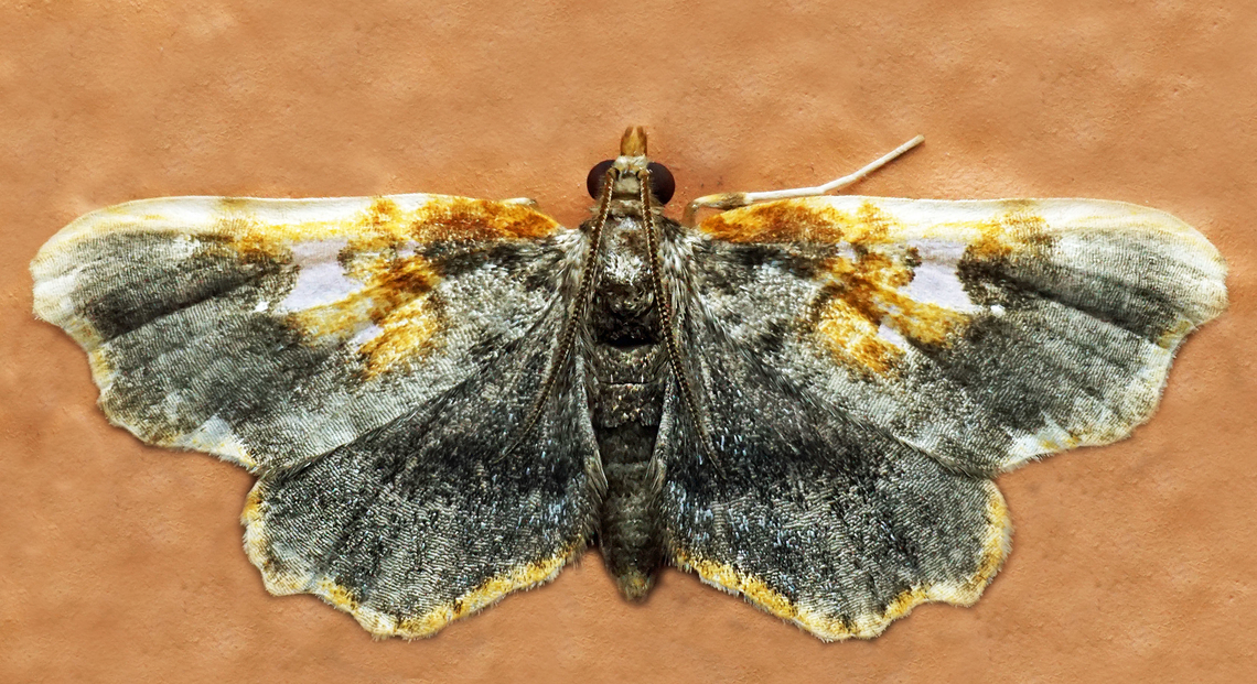 #1296 Dapa, Valle Del Cauca<br />
2100m