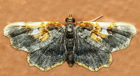 #1296 Dapa, Valle Del Cauca
2100m