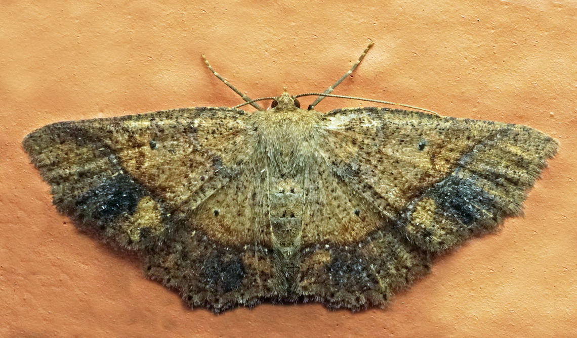 Isochromodes sp. Dapa, Valle Del Cauca<br />
2100m