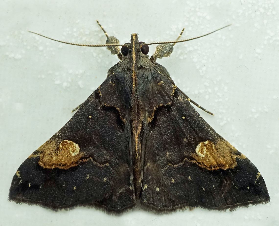 Scopifera lycagusalis Dapa, Valle Del Cauca<br />
2100m Scopifera lycagusalis