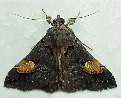 Scopifera lycagusalis Dapa, Valle Del Cauca
2100m Scopifera lycagusalis