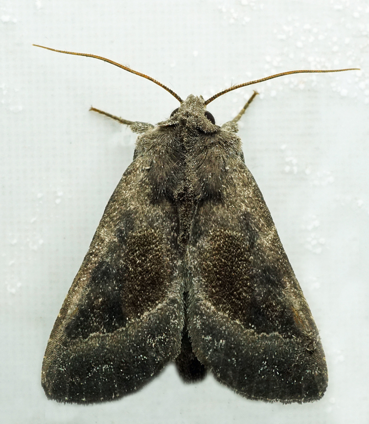 #1299 Dapa, Valle Del Cauca<br />
2100m