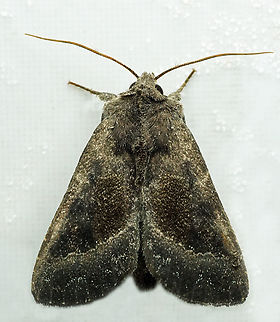 #1299 Dapa, Valle Del Cauca
2100m