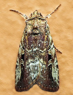 #1300 Dapa, Valle Del Cauca
2100m