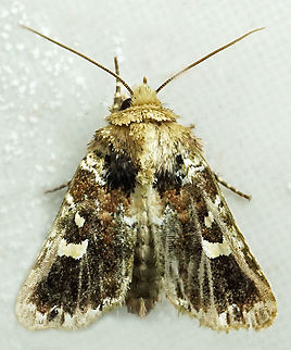 Pastona sp. Dapa, Valle Del Cauca
2100m