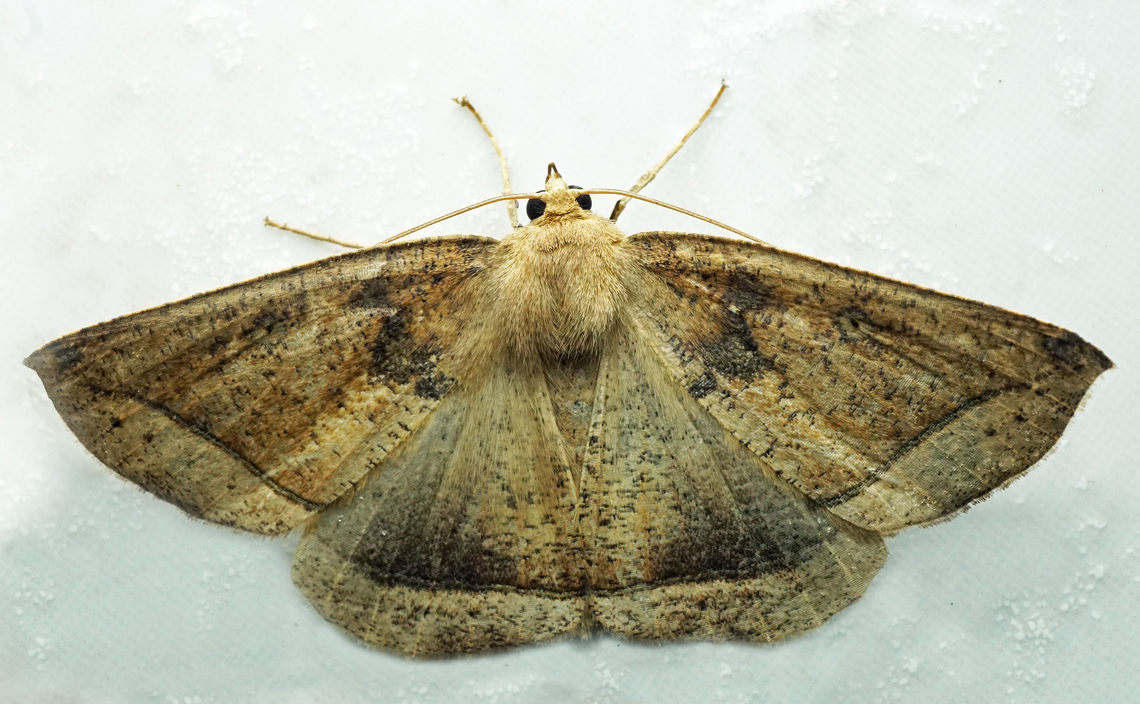 Bonatea viridirufa Dapa, Valle Del Cauca<br />
2100m Bonatea viridirufa