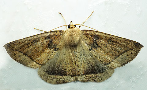 Bonatea viridirufa Dapa, Valle Del Cauca
2100m Bonatea viridirufa