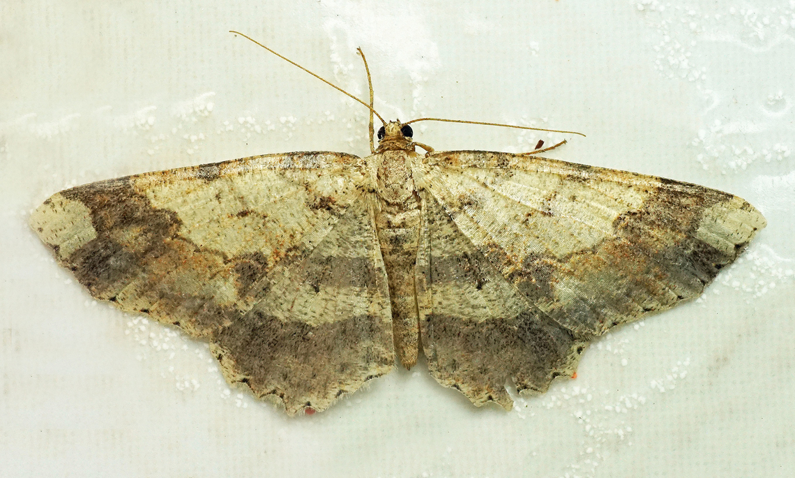 Melanolophia commotaria Dapa, Valle Del Cauca<br />
2100m Melanolophia commotaria