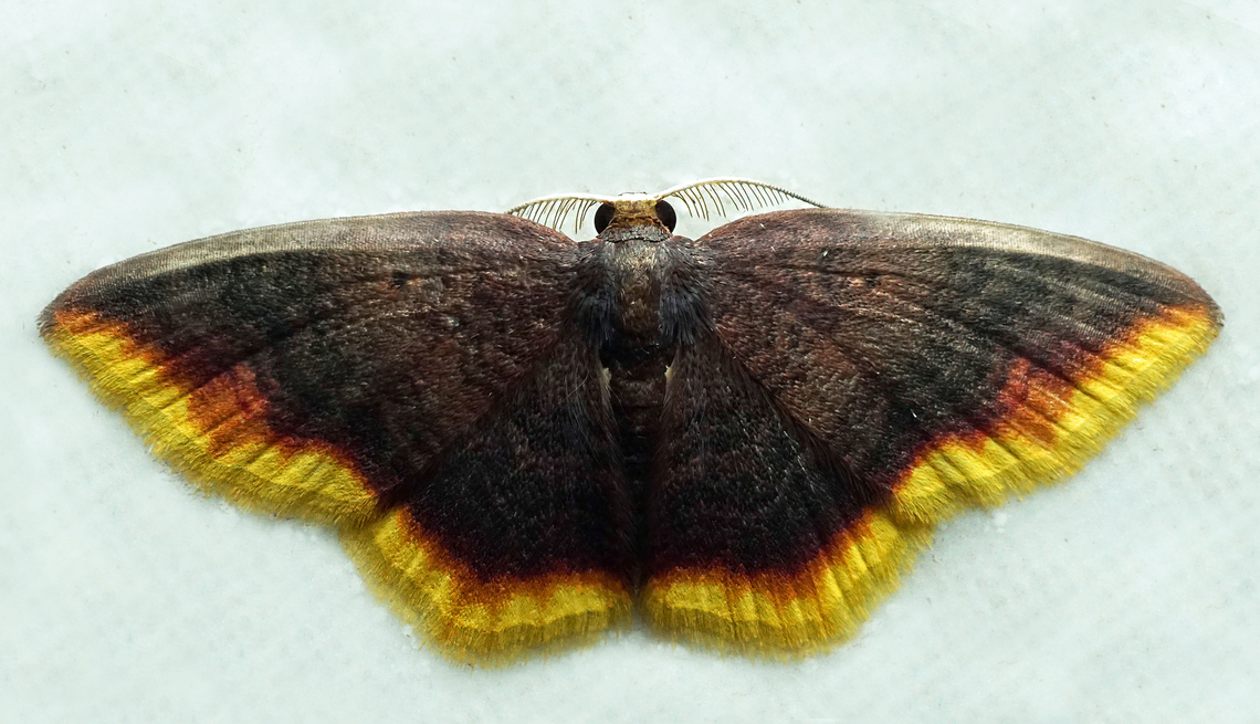 Eois Dapa, Valle Del Cauca<br />
2100m