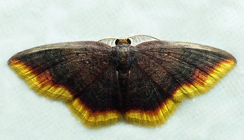 Eois Dapa, Valle Del Cauca
2100m