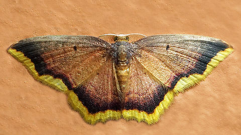 Eois dorisaria Dapa, Valle Del Cauca
2100m Eois saria