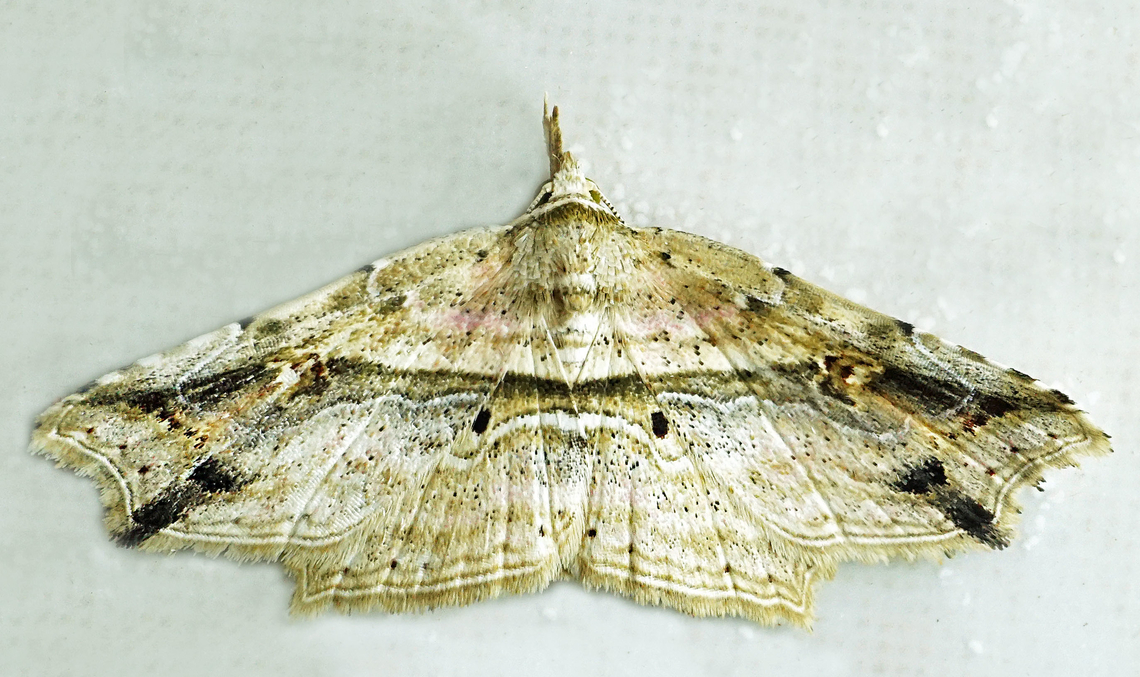 #1301 Dapa, Valle Del Cauca<br />
2100m