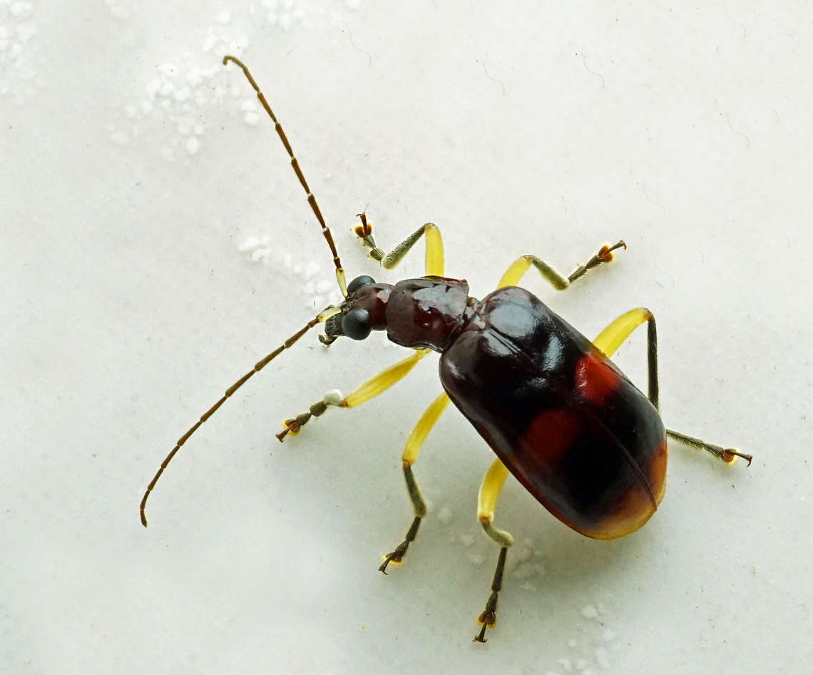 Subfamily Galerucinae Dapa, Valle Del Cauca<br />
2100m