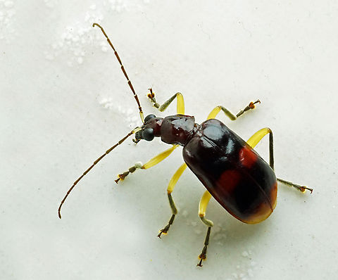 Subfamily Galerucinae Dapa, Valle Del Cauca
2100m