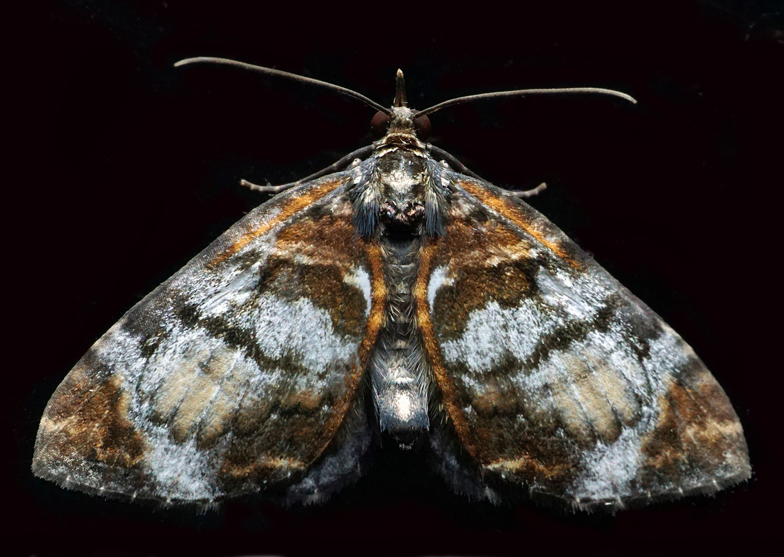 Dysstroma sp. Dapa, Valle Del Cauca<br />
2100m