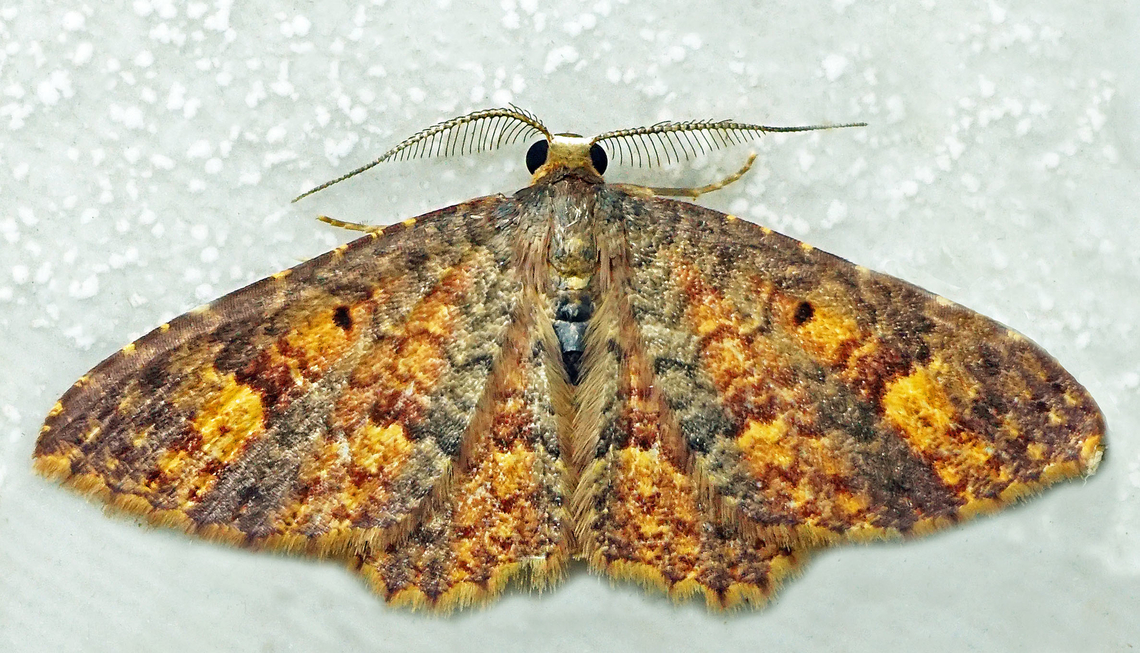 Eois nigrinotata Dapa, Valle Del Cauca<br />
2100m Eois nigrinotata