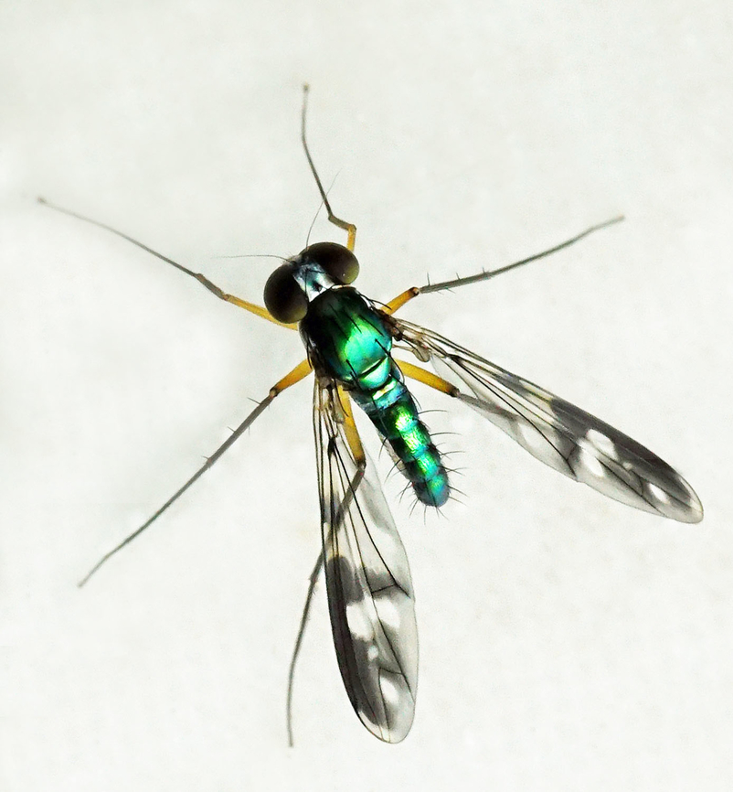 Condylostylus sp. Dapa, Valle Del Cauca<br />
2100m