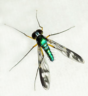 Condylostylus sp. Dapa, Valle Del Cauca
2100m