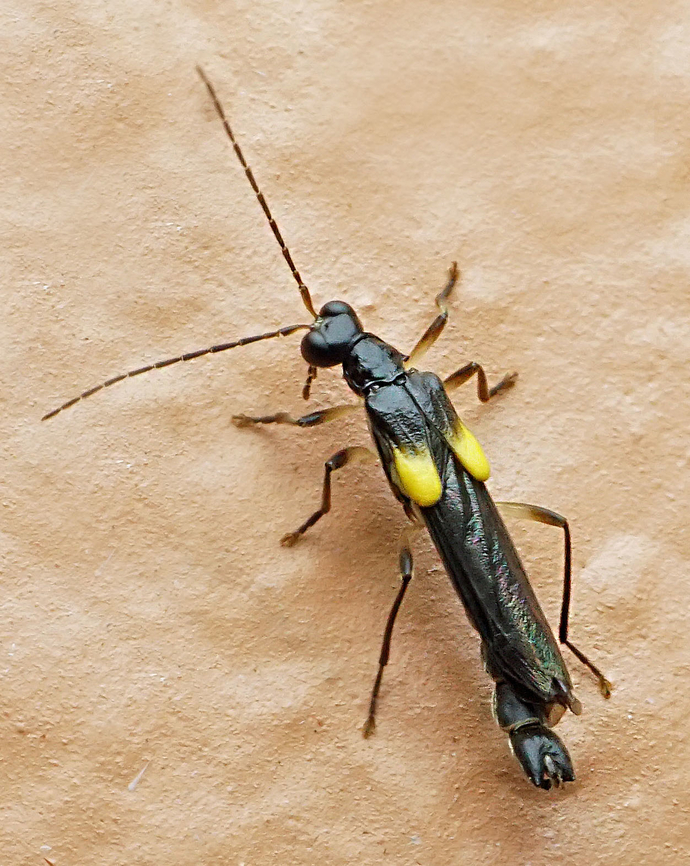 Trypherus sp. Dapa, Valle Del Cauca<br />
2100m