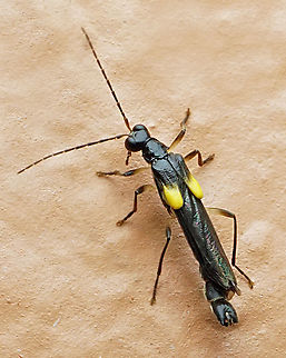 Trypherus sp. Dapa, Valle Del Cauca
2100m