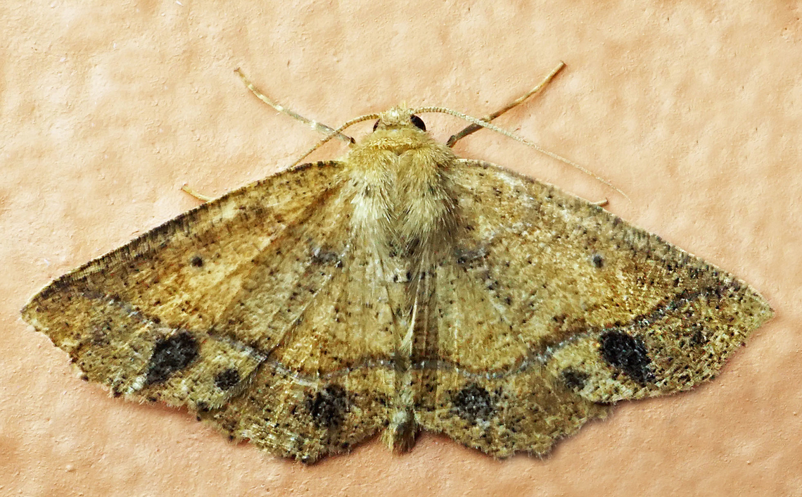 1302 Dapa, Valle Del Cauca<br />
2100m