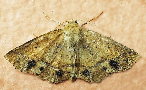 1302 Dapa, Valle Del Cauca
2100m