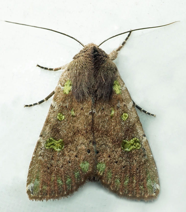 #1303 Dapa, Valle Del Cauca<br />
2100m