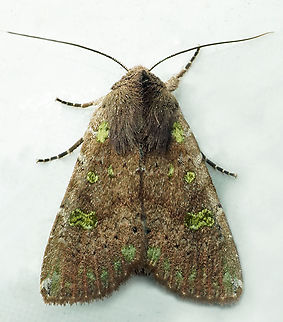 #1303 Dapa, Valle Del Cauca
2100m