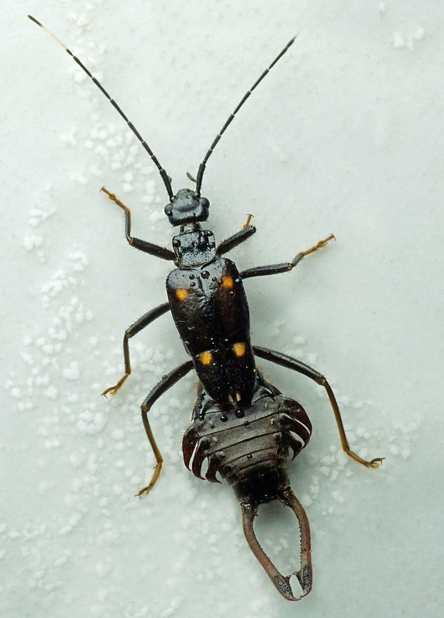 Ancistrogaster sp. Dapa, Valle Del Cauca<br />
2100m