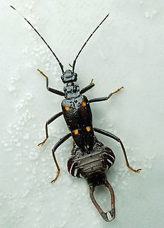 Ancistrogaster sp. Dapa, Valle Del Cauca
2100m